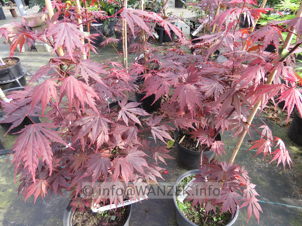 Acer shirasawanum Yasemin - Austrieb03.JPG